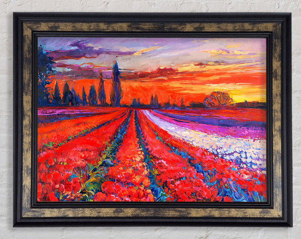 Red Tulip Field Sunset Framed Print