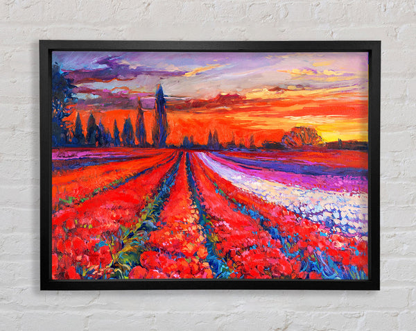 Sonnenuntergang im roten Tulpenfeld