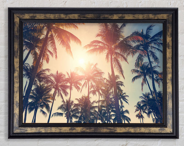 Palm Tree Haze 1 Framed Print