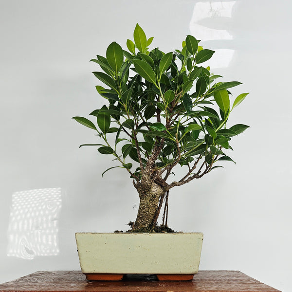Ficus Microcarpa (Banyan Fig) Indoor Bonsai Tree | Broom | In 20cm Pot
