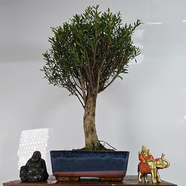 Brush Cherry (Syzygium) Bonsai Tree | Broom | In 20cm Pot