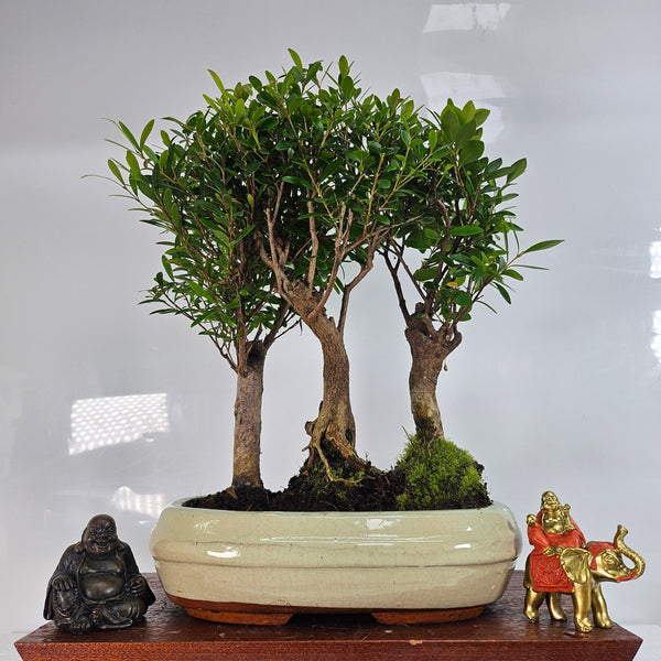 Brush Cherry (Syzygium) Bonsai Tree Forest | Group of 3 | In 25cm Pot
