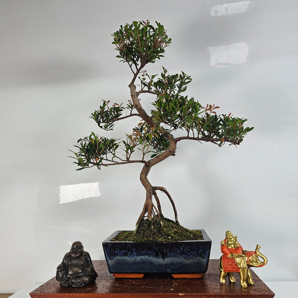 Brush Cherry (Syzygium) Bonsai Tree | Shaped | In 20cm Pot