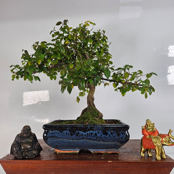 Bird Plum (Sageretia) Bonsai Tree | Shaped | In 20cm Pot