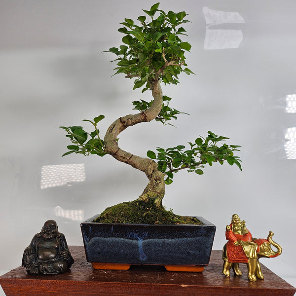 Chinese Privet (Ligustrum Sinense) Bonsai Tree | Shaped | In 20cm Pot