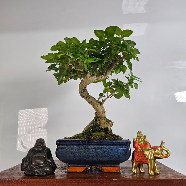 Chinese Privet (Ligustrum Sinense) Bonsai Tree | Shaped | In 15cm Pot