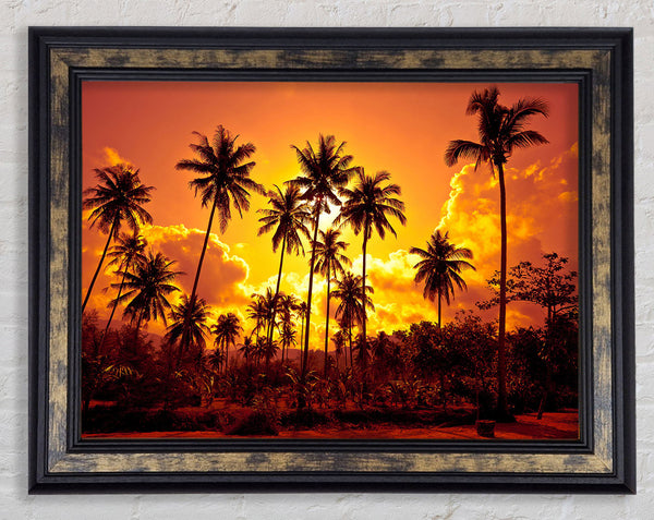 Sun Behind The Palm Trees Framed Print