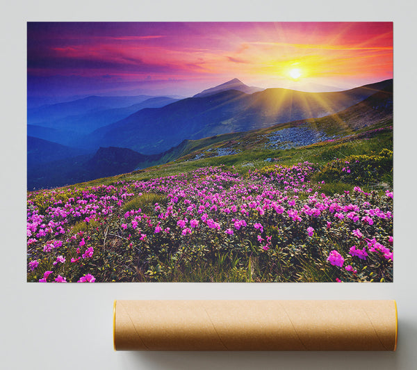 Sunrays Over The Pink Flower Mountain Print