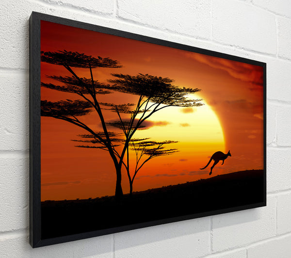 Kangaroo Sun Glow