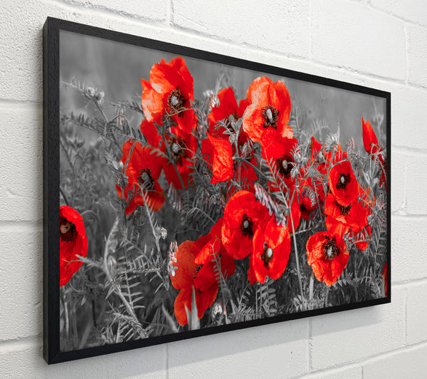 Red poppy closeup