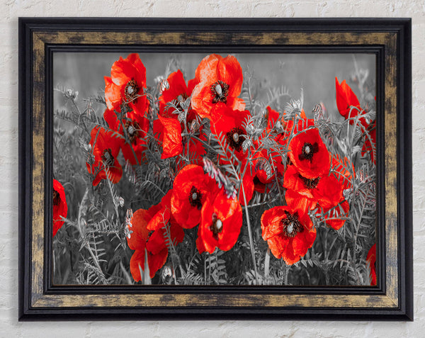 Red poppy closeup Framed Print