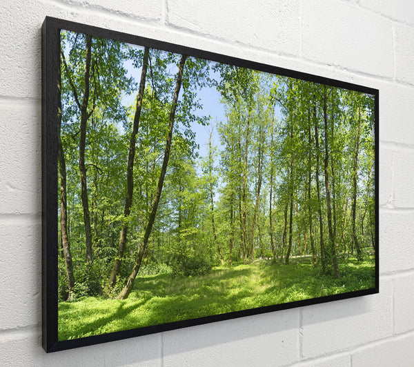 Greenland forest