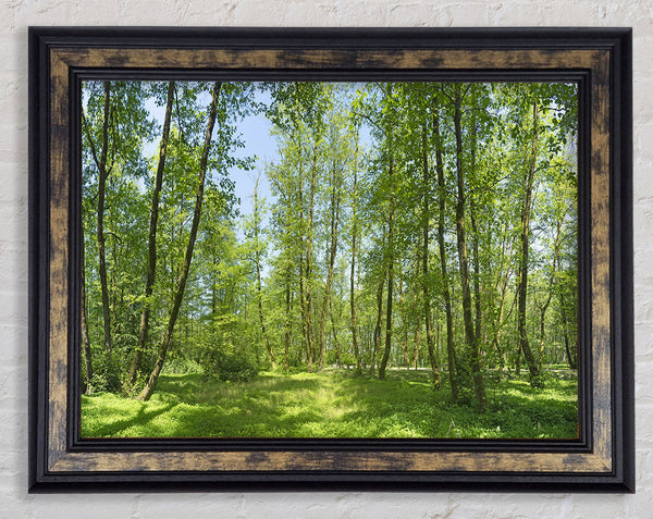 Greenland forest Framed Print