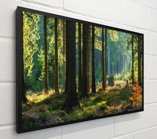 Magical forest sunset