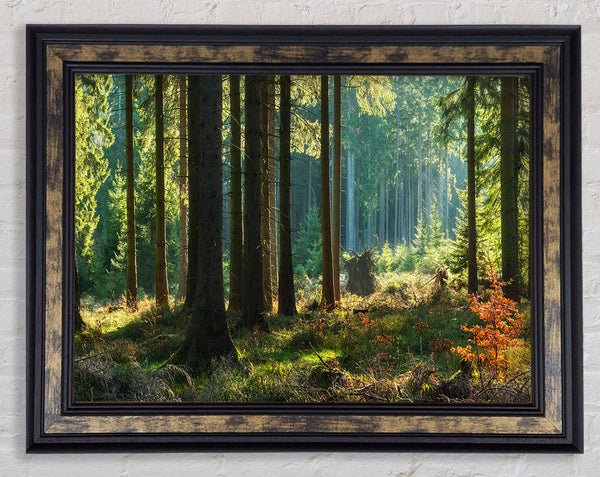 Magical forest sunset Framed Print