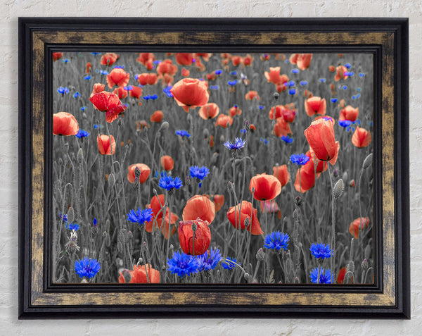 Red poppies blue field Framed Print