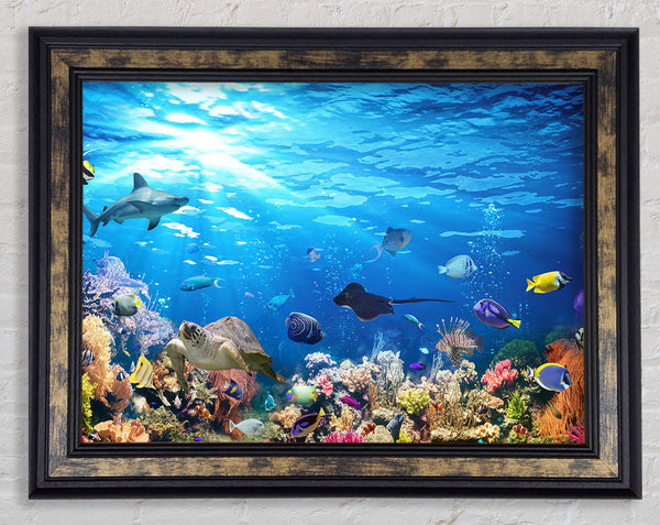 Creatures in the reef Framed Print