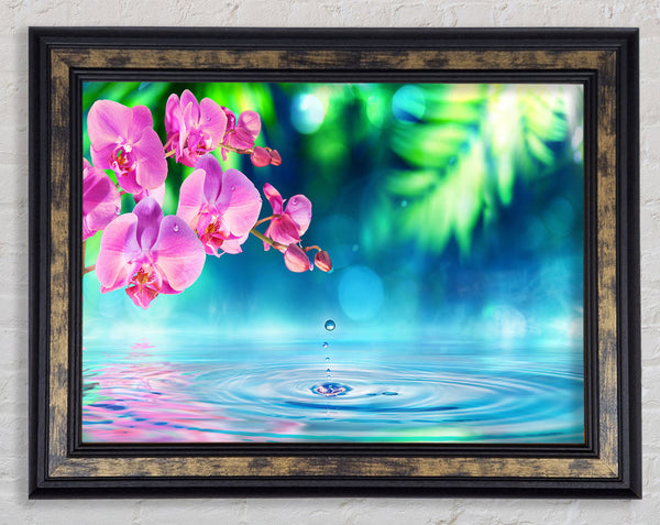 Pink orchid droplet Framed Print