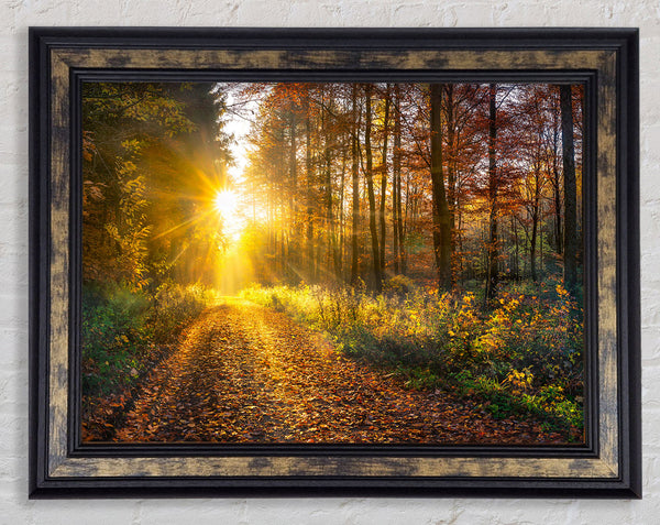 Woodland Walk In the Autumn Framed Print