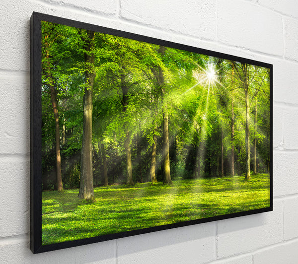 Green Woodland Scene Sunglare