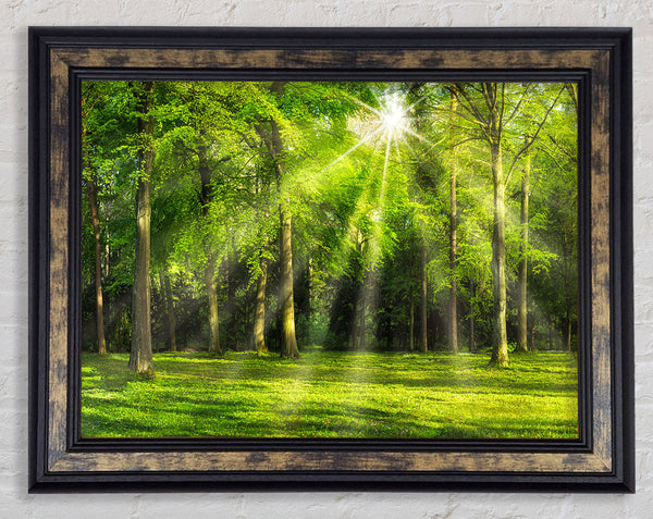Green Woodland Scene Sunglare Framed Print