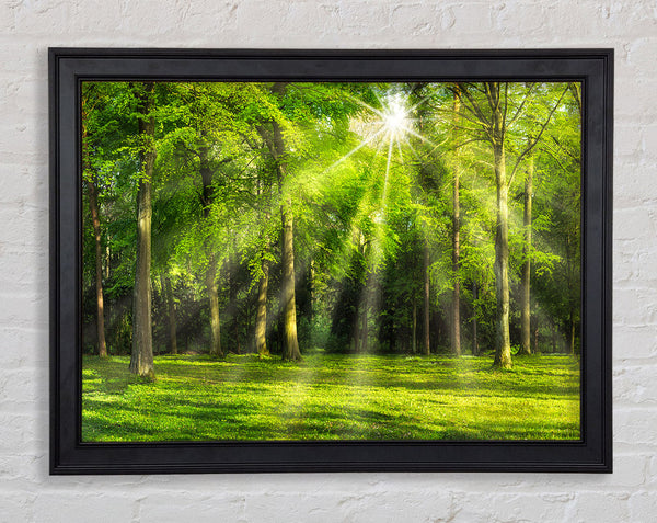 Green Woodland Scene Sunglare