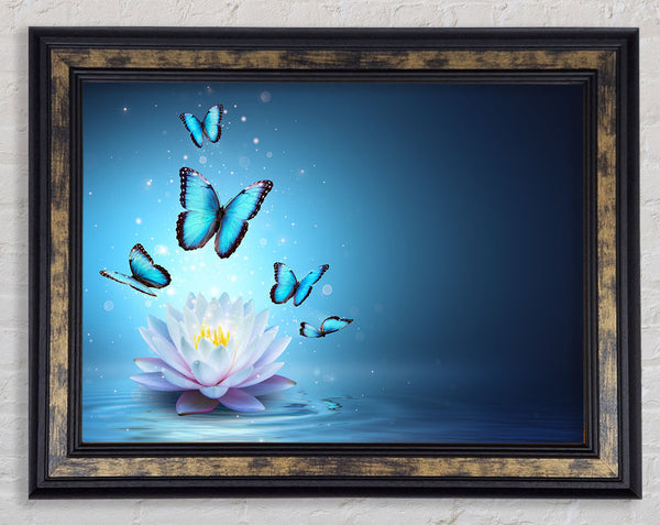 Butterflies above the lilly Framed Print