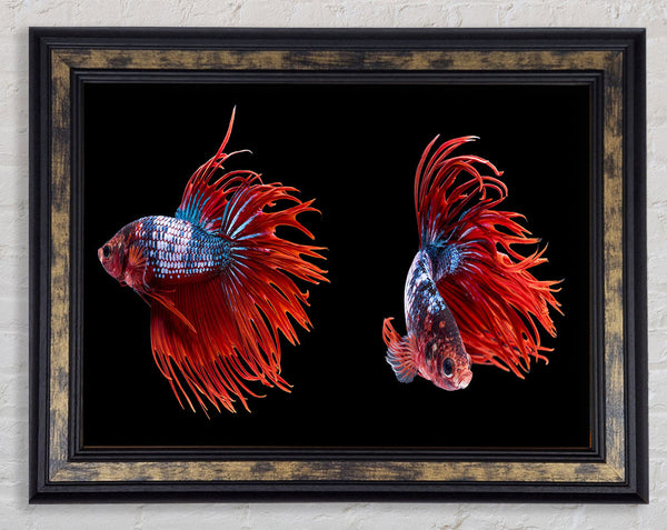 Siamese Fighters Framed Print