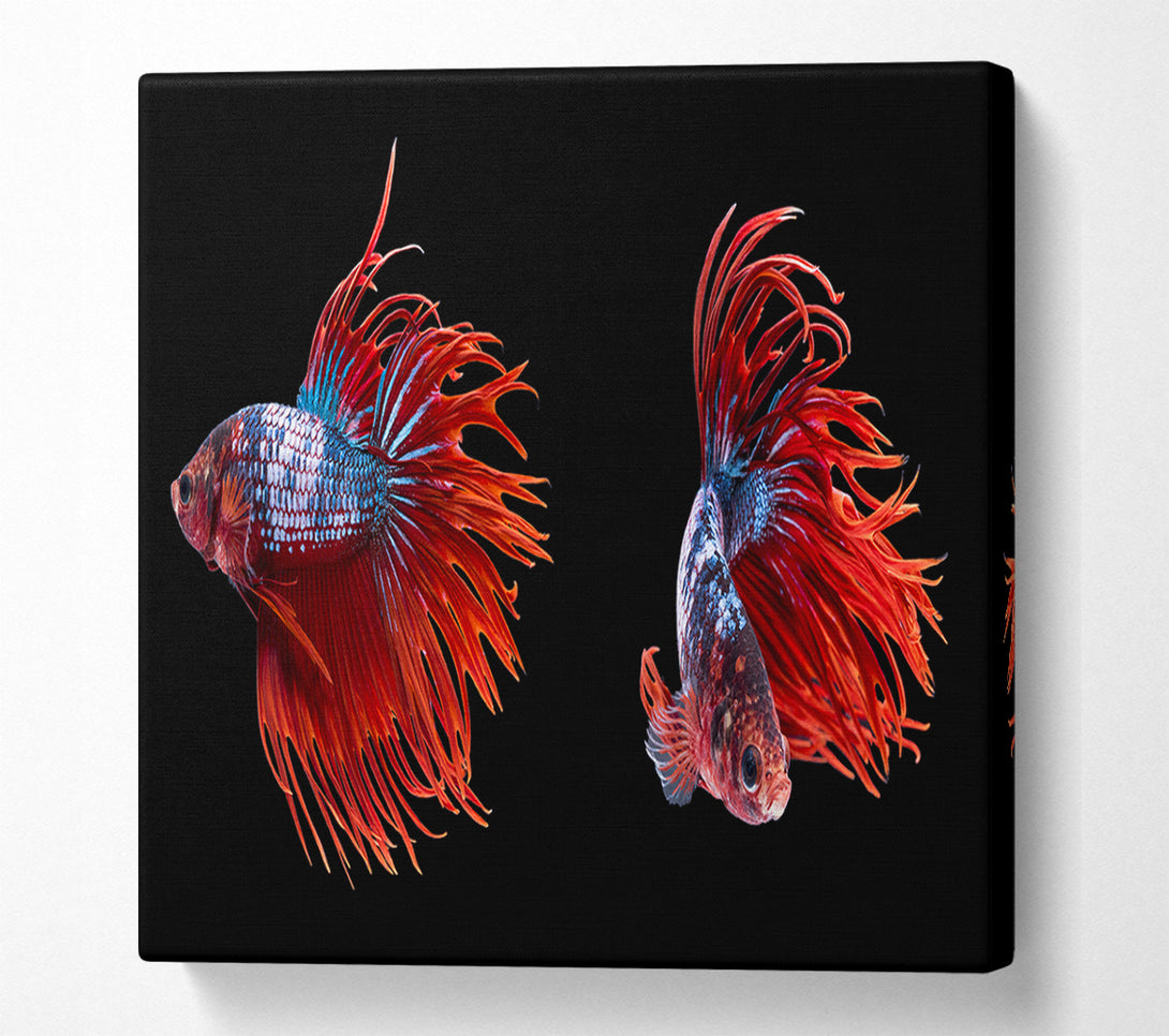  A Canvas Print of Siamese Fighters Canvas Art