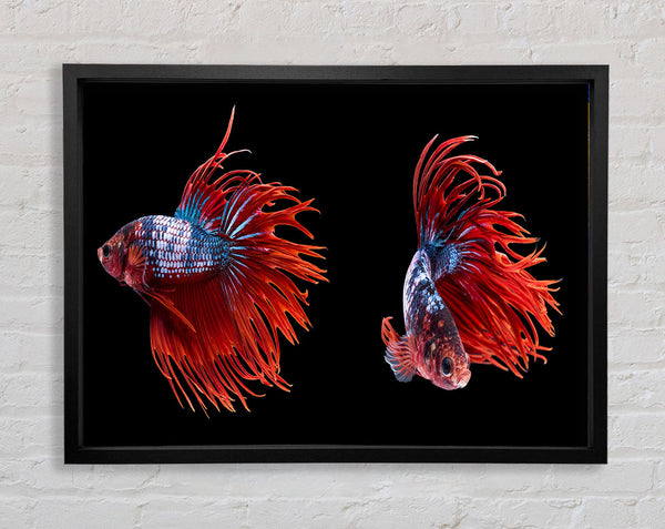 Siamese Fighters Framed Print