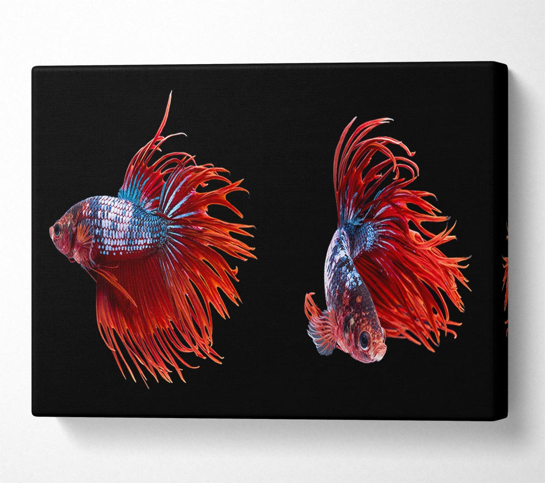  A Canvas Print of Siamese Fighters Canvas Art
