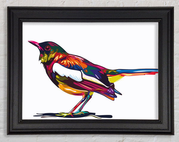 Colour splash blackbird Framed Print