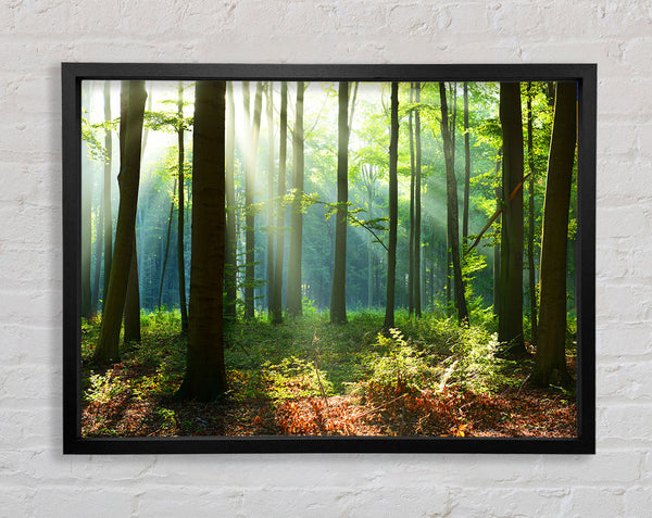 Woodland Blues and greens Framed Print