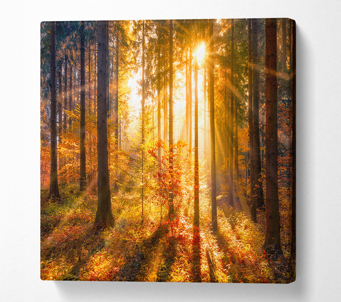  A Canvas Print of Autumn Sunray Through the forest Canvas Art