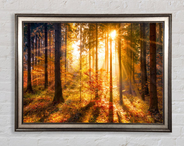 Autumn Sunray Through the forest Framed Print