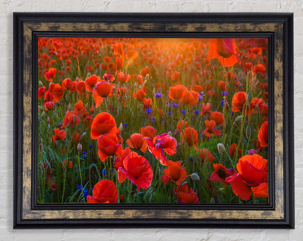 Red Poppies sun ray Framed Print