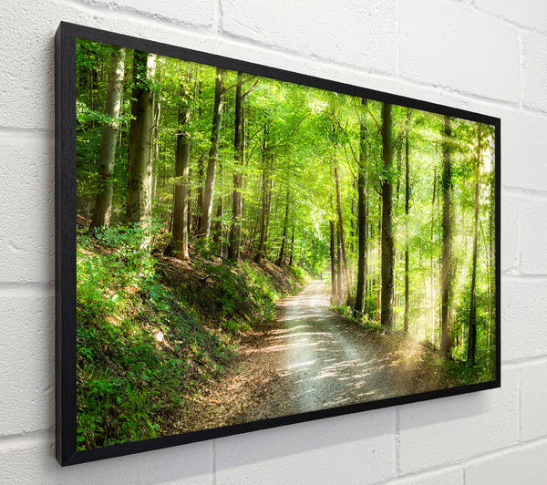 Green Forest Walkway trail