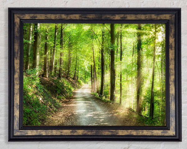 Green Forest Walkway trail Framed Print