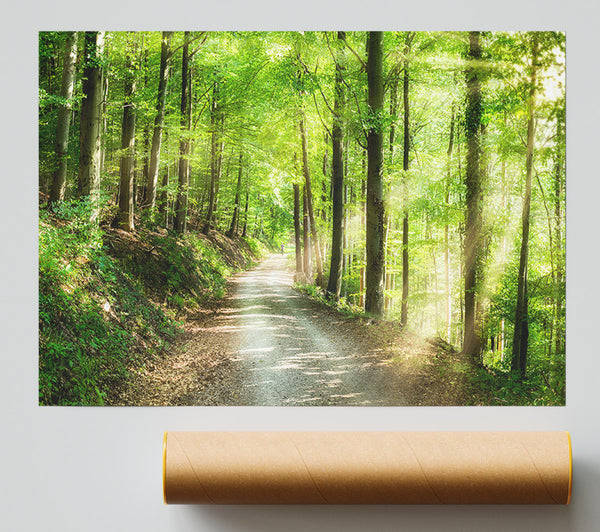 Green Forest Walkway Trail Print
