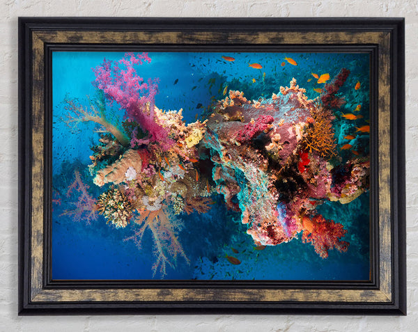 Coral reef habitat Framed Print