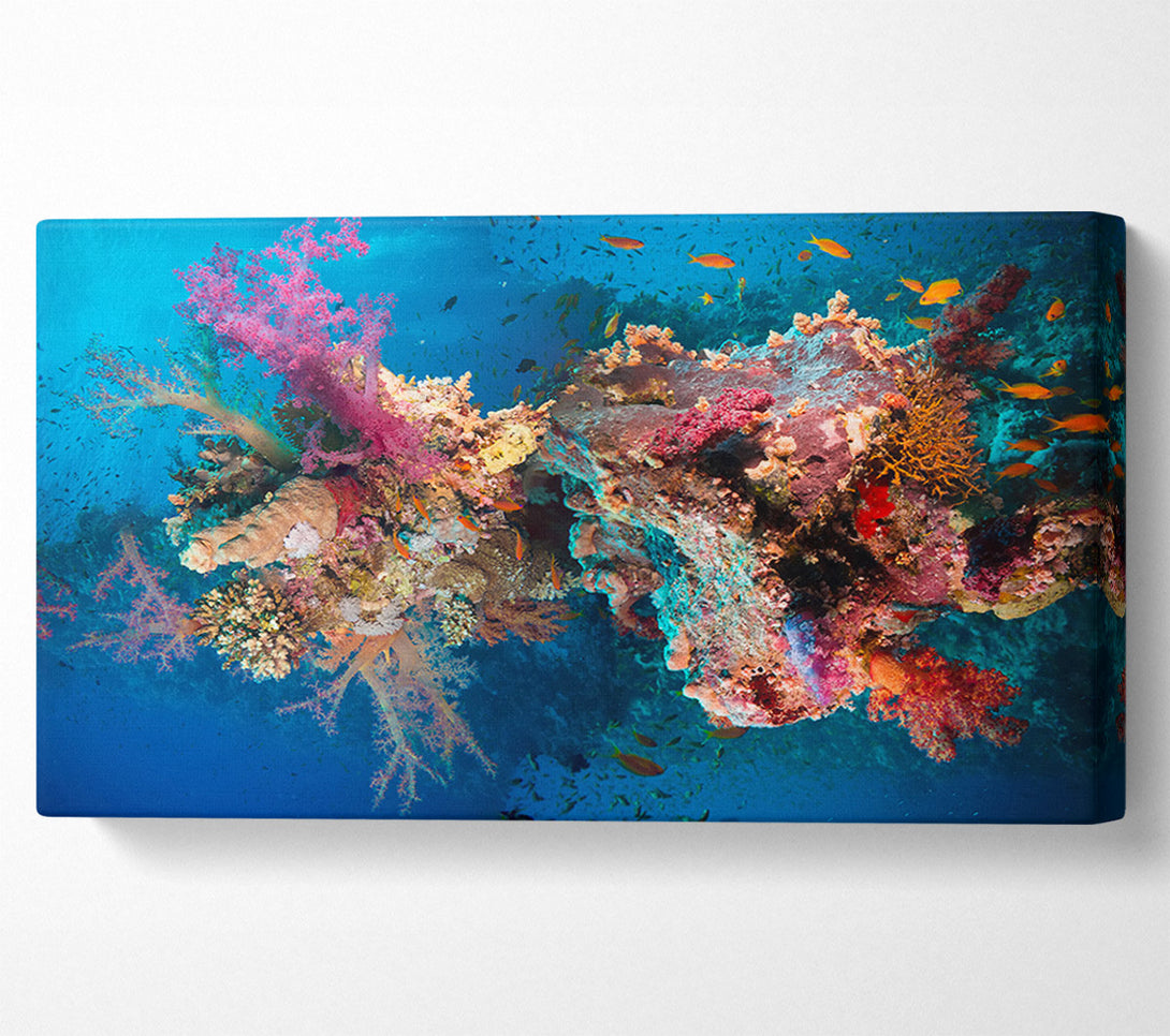  A Canvas Print of Coral reef habitat Canvas Art