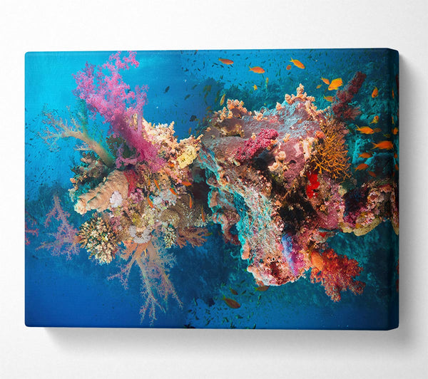  A Canvas Print of Coral reef habitat Canvas Art