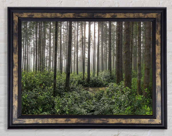 Tall trees in the old woodland Framed Print