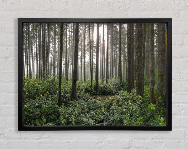 Hohe Bäume im alten Wald