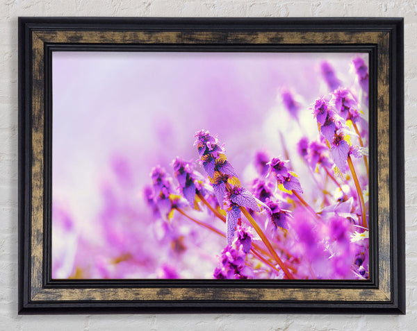 Lilac flowers in the mist Framed Print