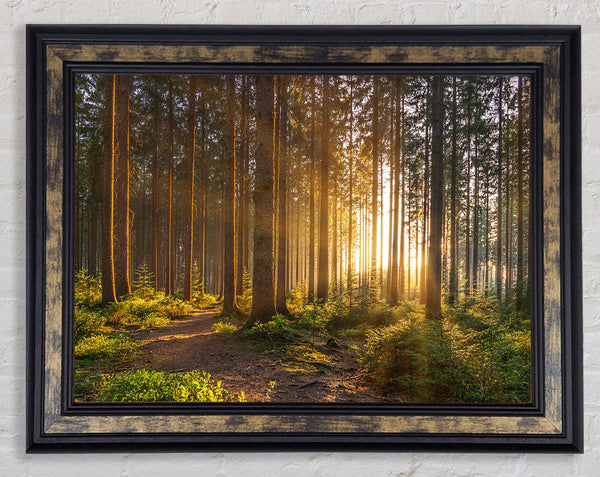 Sunset through the british trees Framed Print