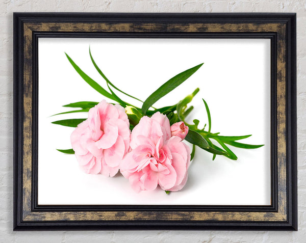 Pink flowers laid out Framed Print