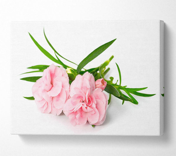  A Canvas Print of Pink flowers laid out Canvas Art