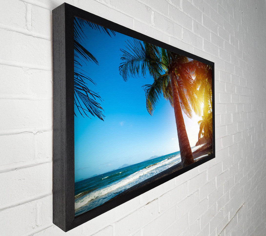 A Canvas Print of Palm tree close up on beach Canvas Wall Art