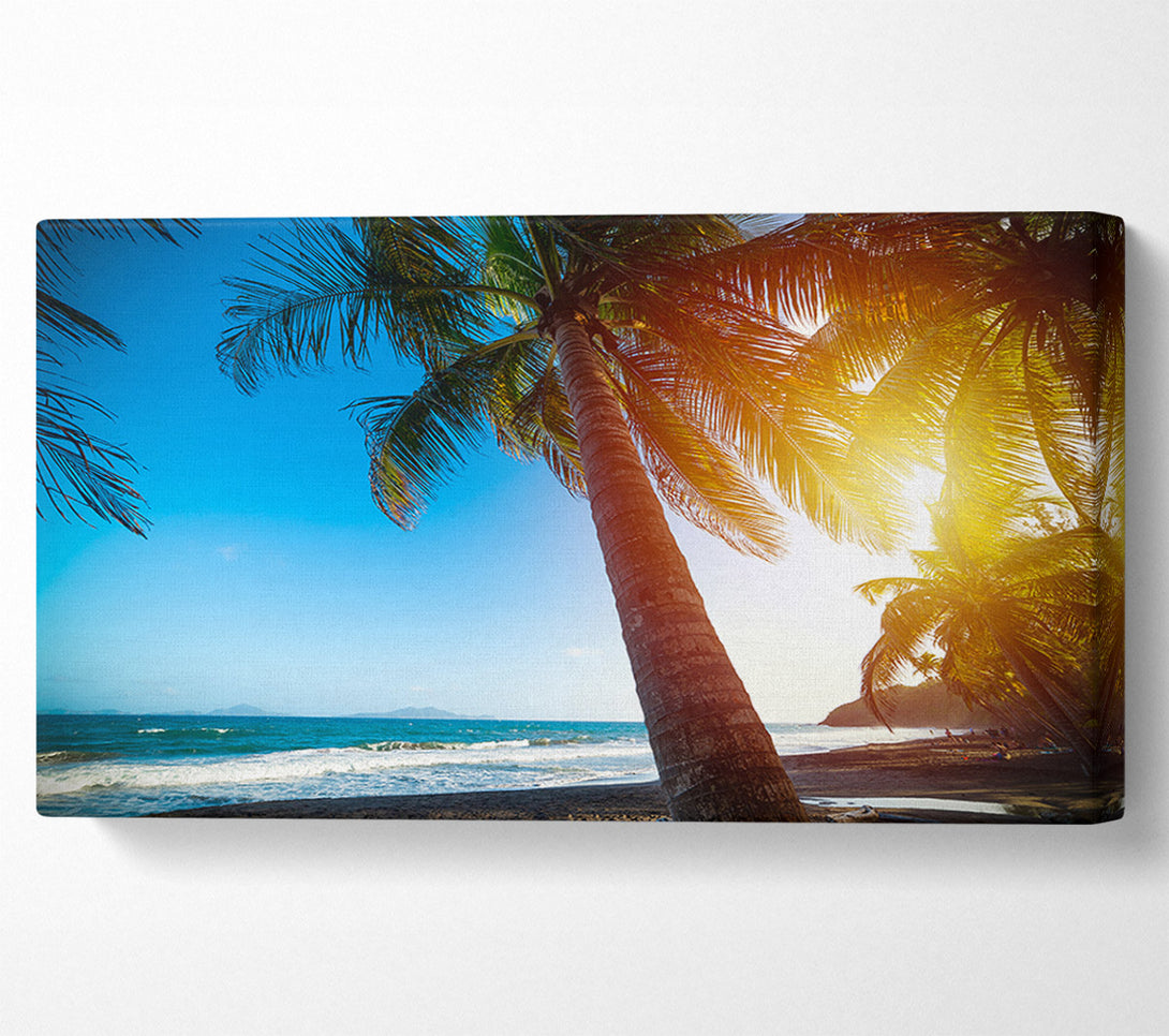  A Canvas Print of Palm tree close up on beach Canvas Wall Art